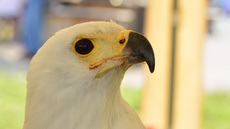 Schrei-Seeadler (5).jpg